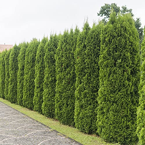 Emerald Green Arborvitae (2.5 Quart) Evergreen Shrub X835517