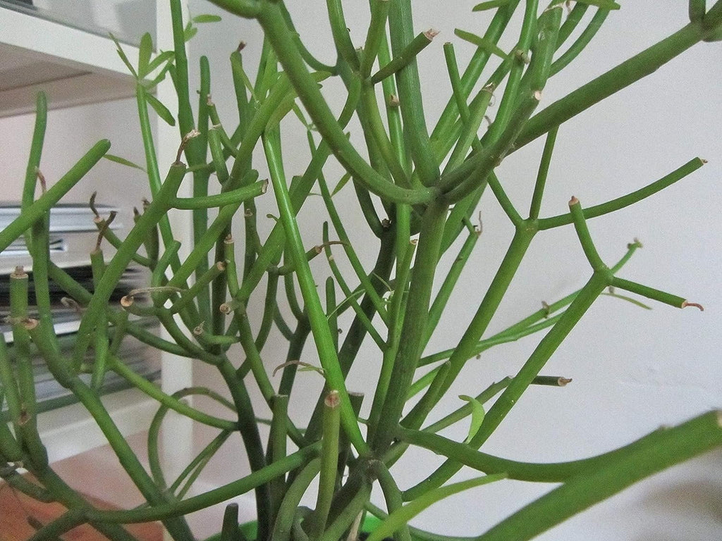 Pencil Cactus Live Plant in 10 Inch Pot Succulent Houseplant Z6279
