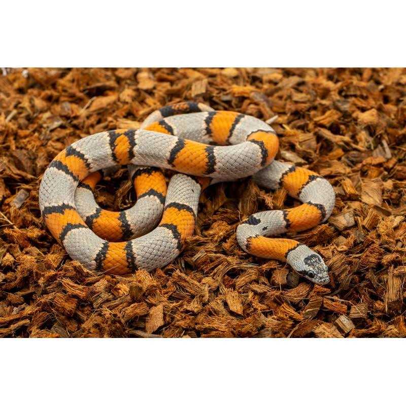 Coarse Coconut Husk Reptile Bedding U74982