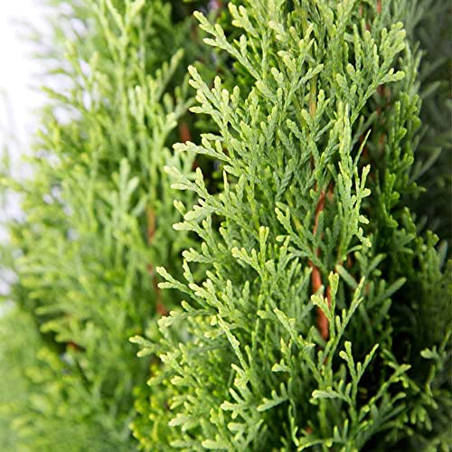 Emerald Green Arborvitae (2.5 Quart) Evergreen Shrub X835517