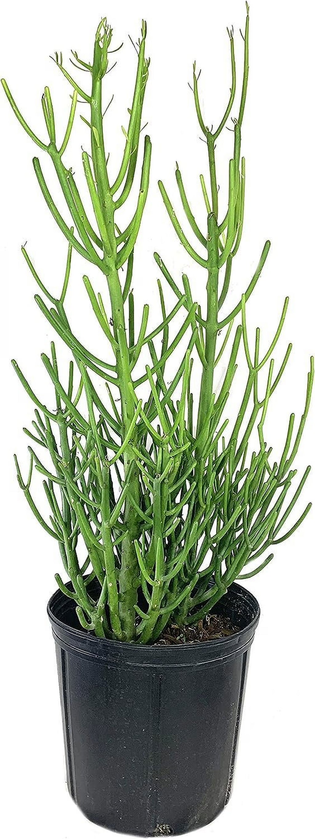 Pencil Cactus Live Plant in 10 Inch Pot Succulent Houseplant Z6279
