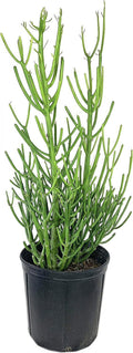 Pencil Cactus Live Plant in 10 Inch Pot Succulent Houseplant Z6279