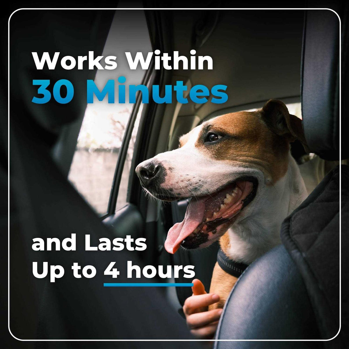 Calming Supplement for Dogs K901789