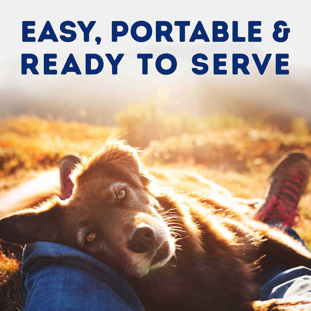 Tender Beef & Potato Recipe Wet Dog Food H5718