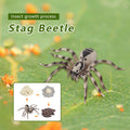 4 Piece Insect Animal Life Cycle Plastic Figures P67317