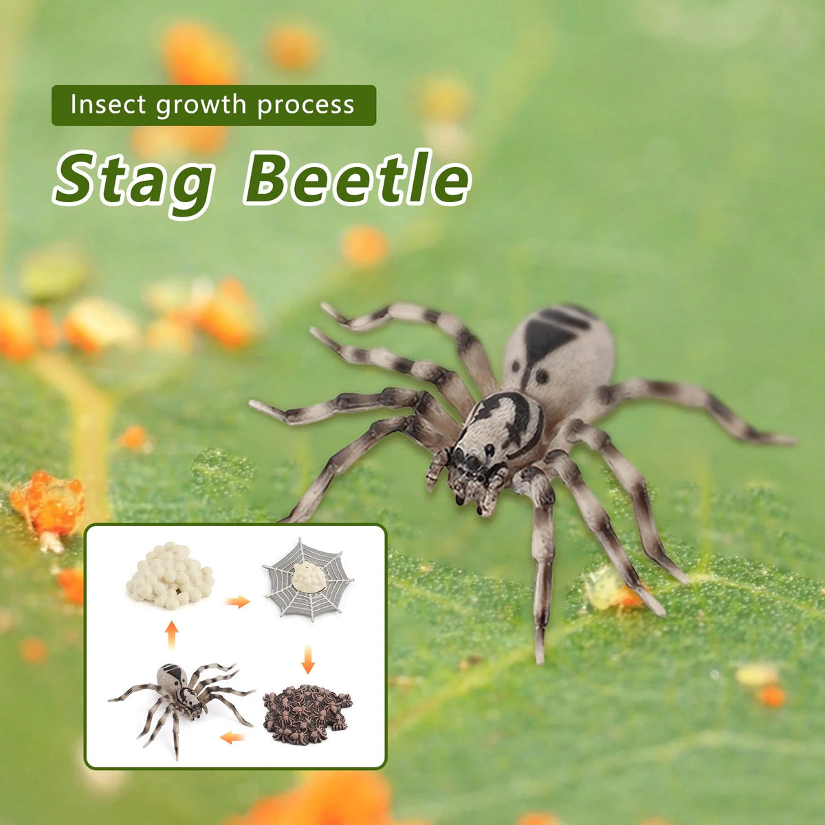 4 Piece Insect Animal Life Cycle Plastic Figures P67317