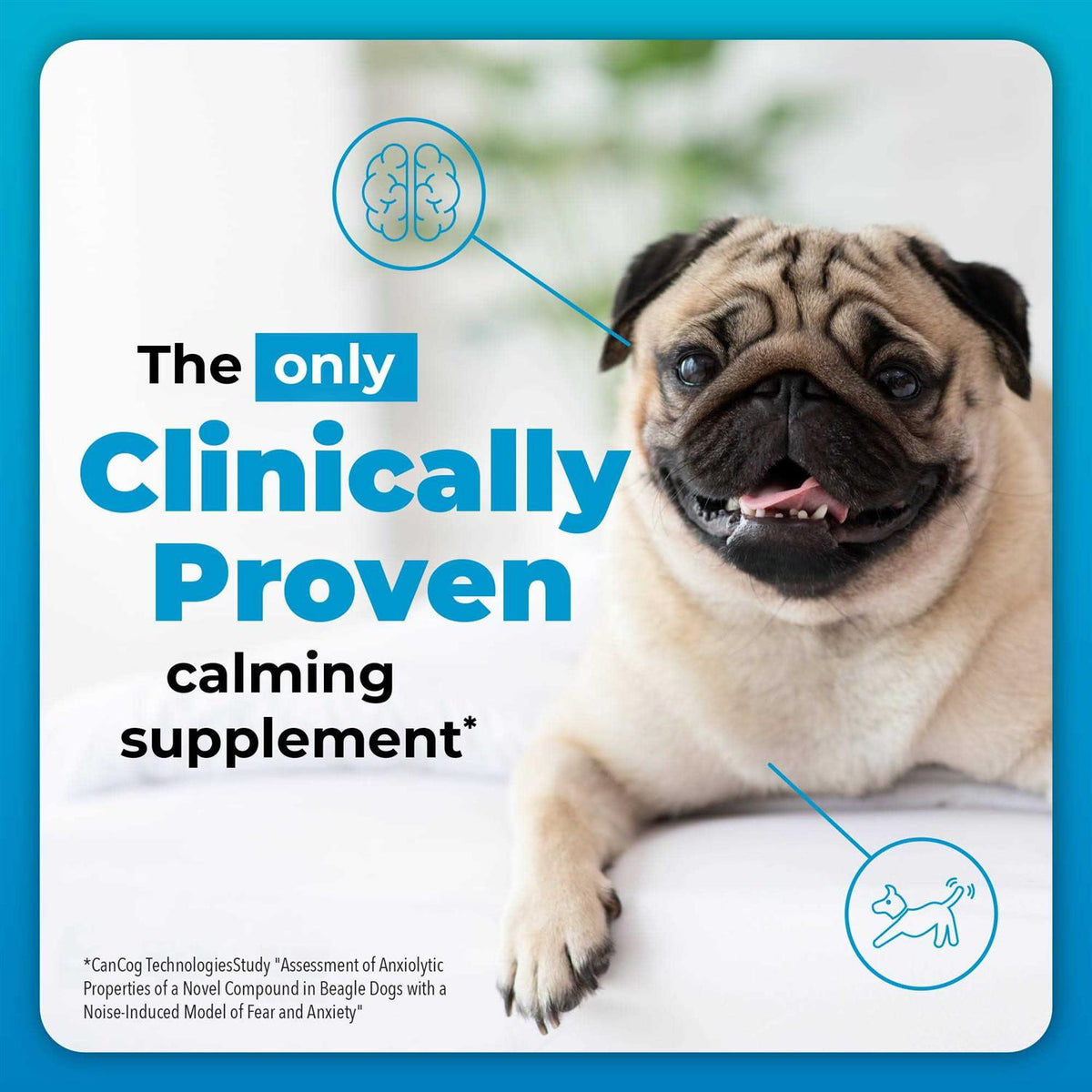 Calming Supplement for Dogs K901789