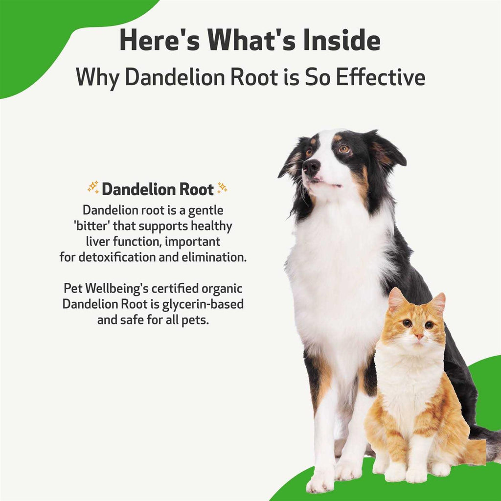 Dandelion Root Cat Liver and Digestive Support S12316