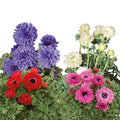 Italian Anemone Mix Plant Bulbs (10 Pack) G250940
