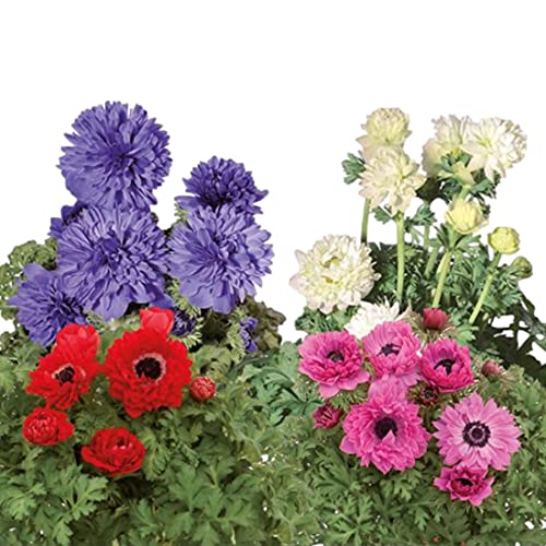 Italian Anemone Mix Plant Bulbs (10 Pack) G250940