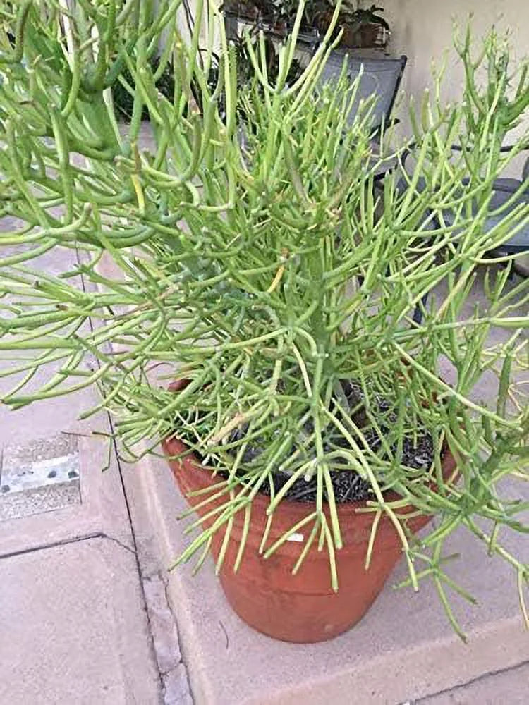 Pencil Cactus Live Plant in 10 Inch Pot Succulent Houseplant Z6279