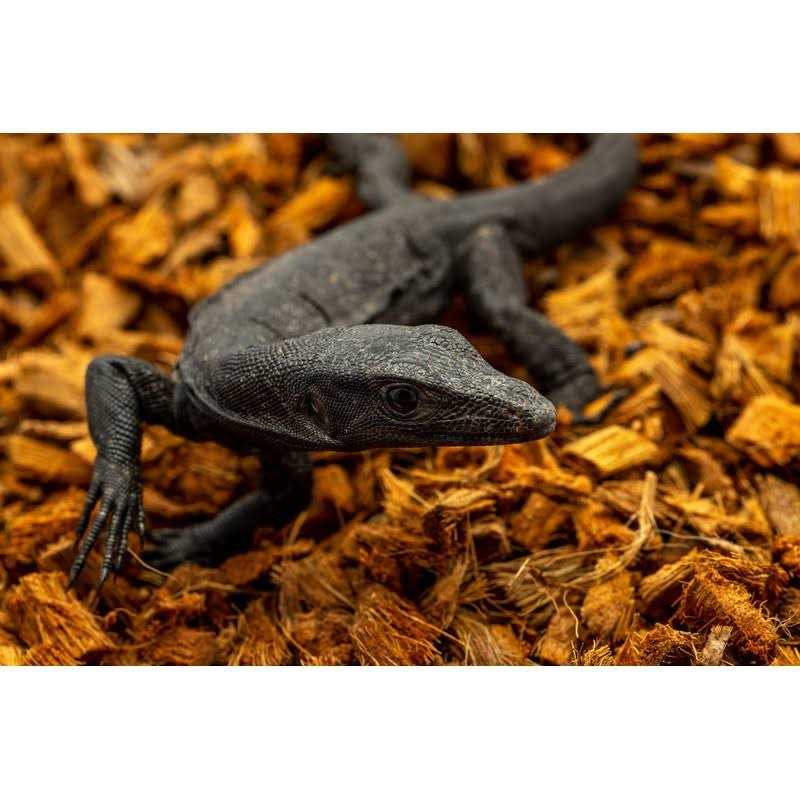Coarse Coconut Husk Reptile Bedding U74982