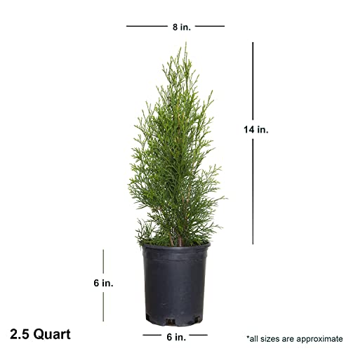 Emerald Green Arborvitae (2.5 Quart) Evergreen Shrub X835517