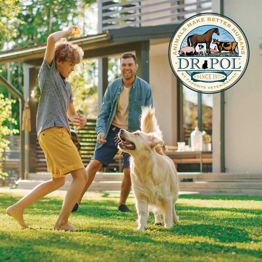 Chicken Recipe Dry Dog Food F562