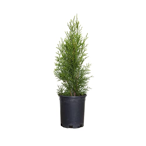 Emerald Green Arborvitae (2.5 Quart) Evergreen Shrub X835517