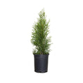 Emerald Green Arborvitae (2.5 Quart) Evergreen Shrub X835517
