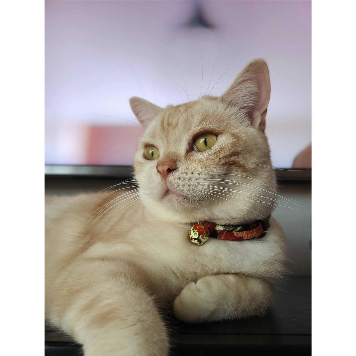 Cat Collar C24965