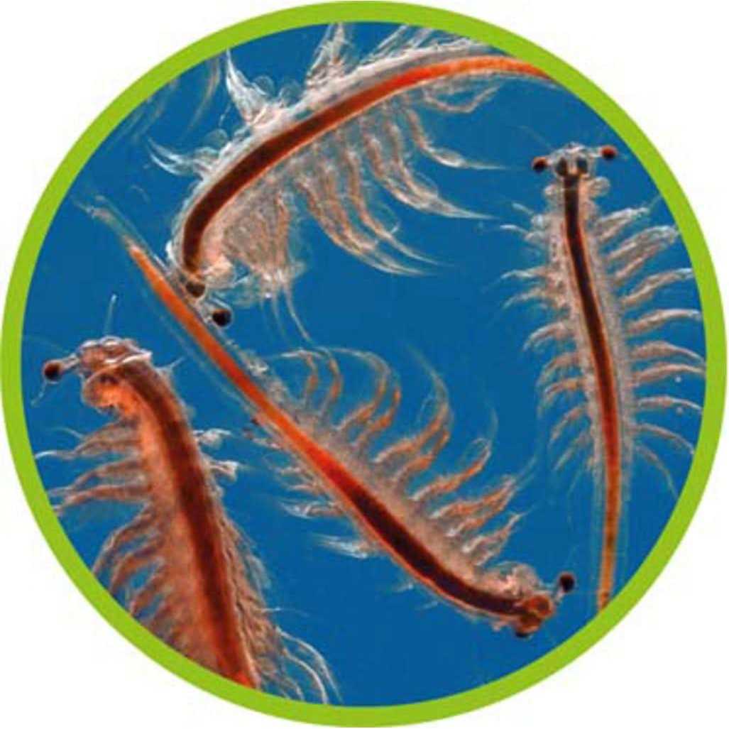 Artemia Hatchery R774151