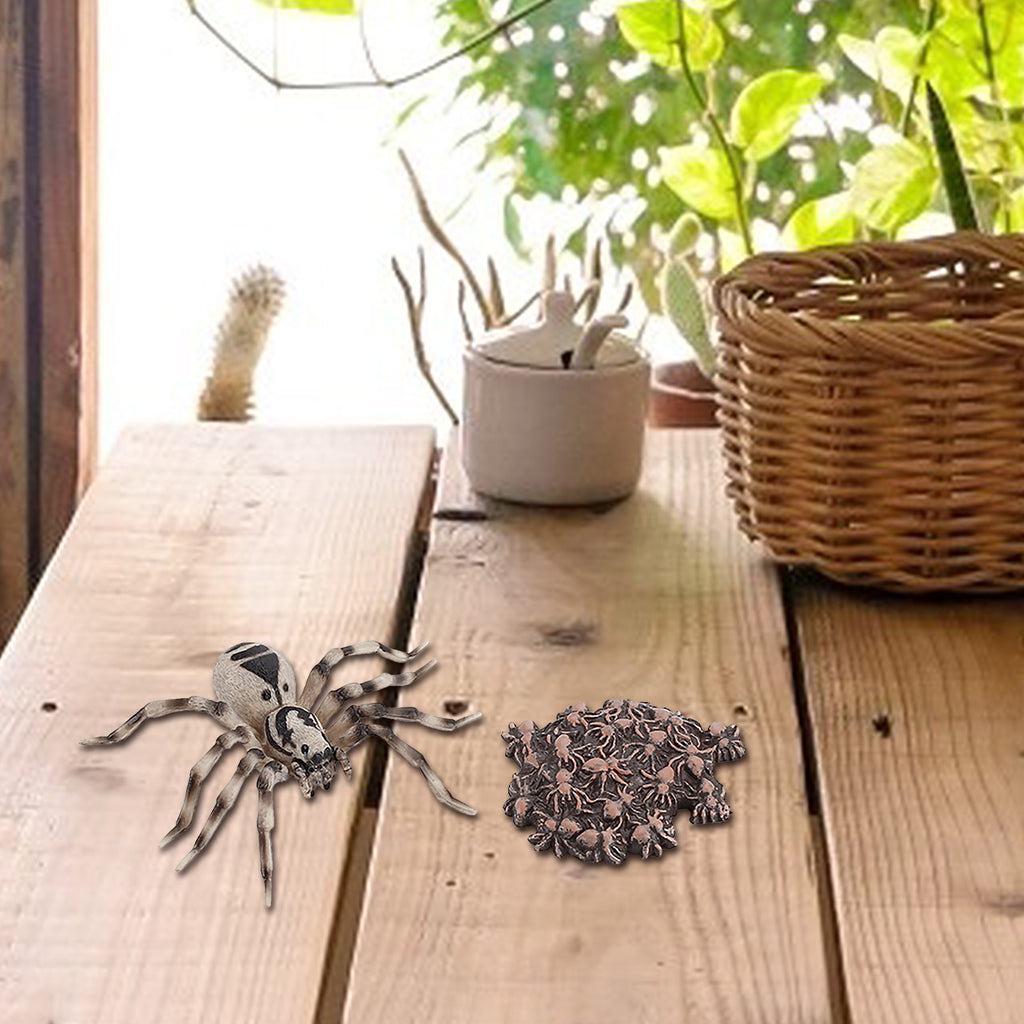 4 Piece Insect Animal Life Cycle Plastic Figures P67317