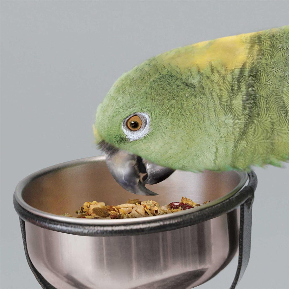 Bird Stand S213494