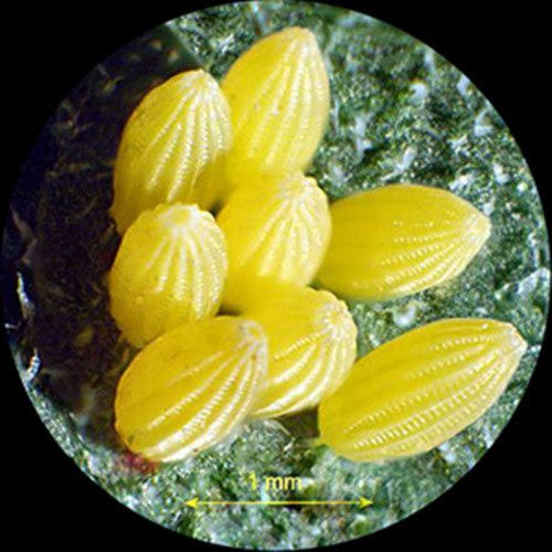 Portable Binocular Stereo Microscope, 20X and 40x Magnification M94201
