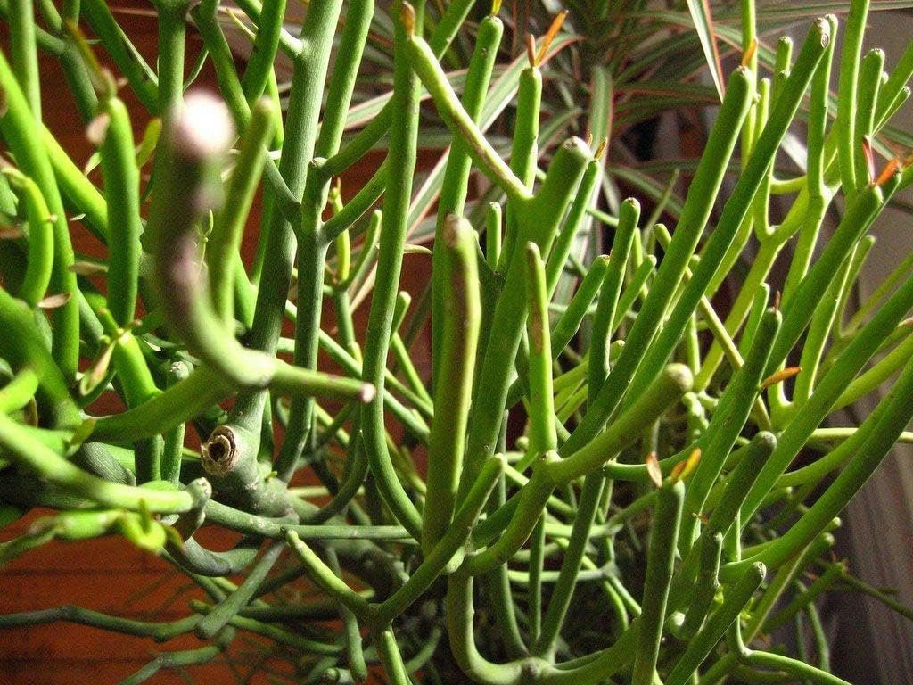 Pencil Cactus Live Plant in 10 Inch Pot Succulent Houseplant Z6279