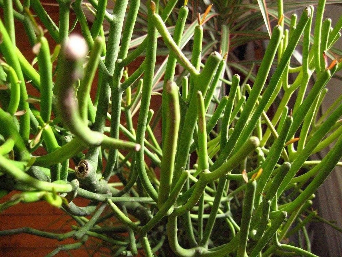 Pencil Cactus Live Plant in 10 Inch Pot Succulent Houseplant Z6279