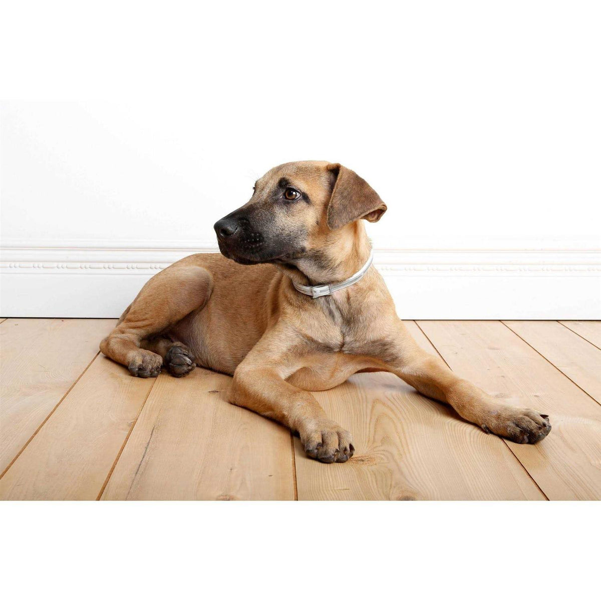 Flea & Tick Collar for Dogs X29512